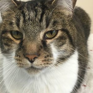 Meet your Posher, Heinretta